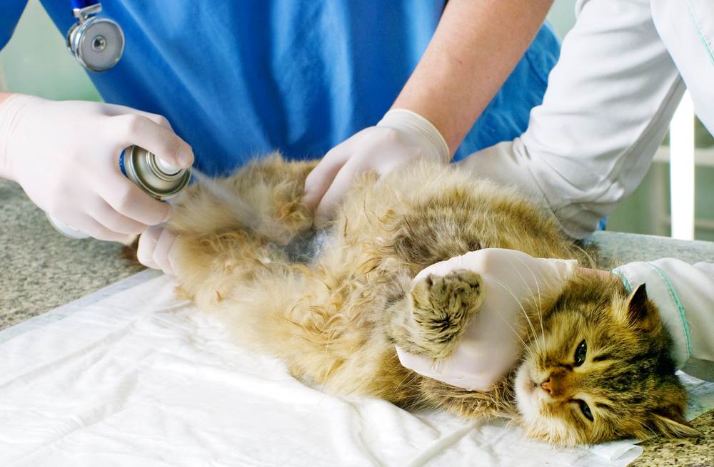 В каком возрасте кастрируют котов: нюансы и методы стерилизации