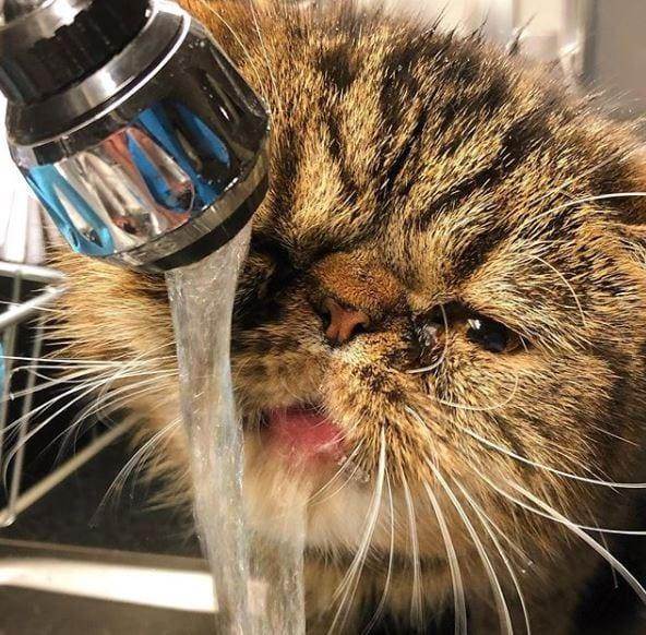 Почему кошка не ест только пьет воду и спит и что делать?