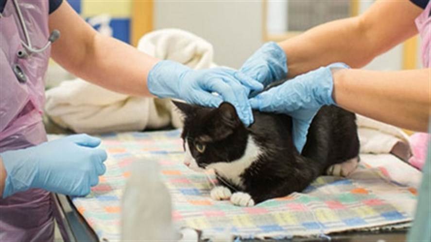 Все о стерилизации кошек: нужно ли проводить операцию, подготовка и этапы процедуры, уход за животным в постоперационный период