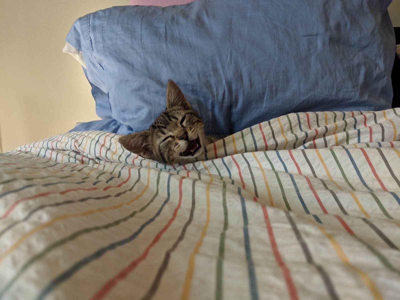Включи видео cat nap. Кот под одеялом. Кот в одеяле. Кошка из под одеяла.