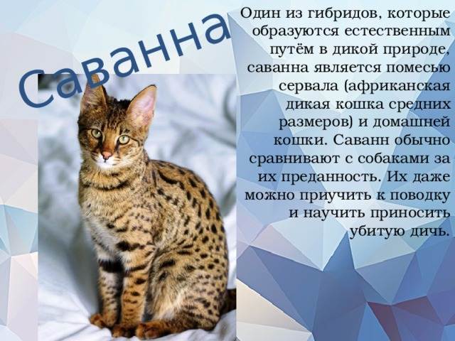 Саванна кошка: описание породы, характер, особенности ухода