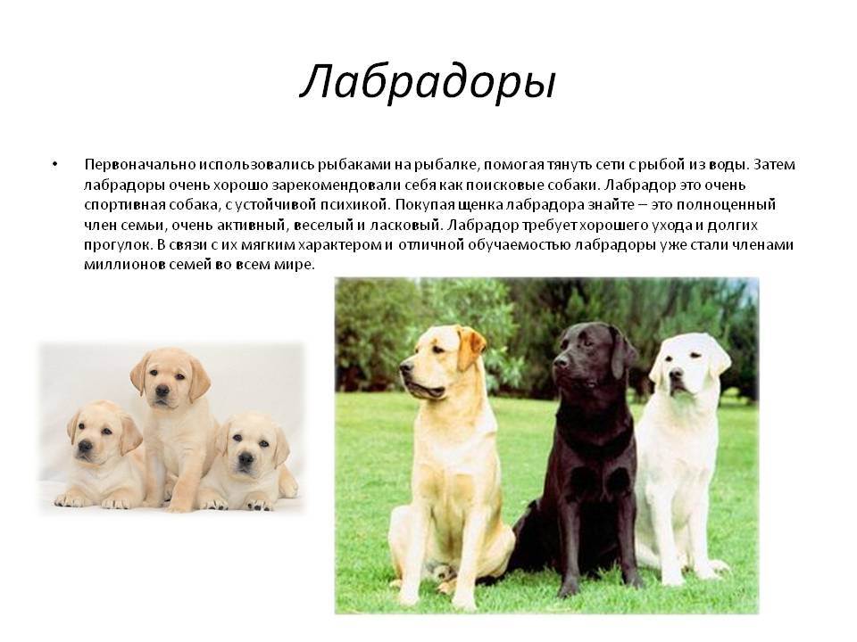 Лабрадор-ретривер - порода собак - информация и особенностях | хиллс