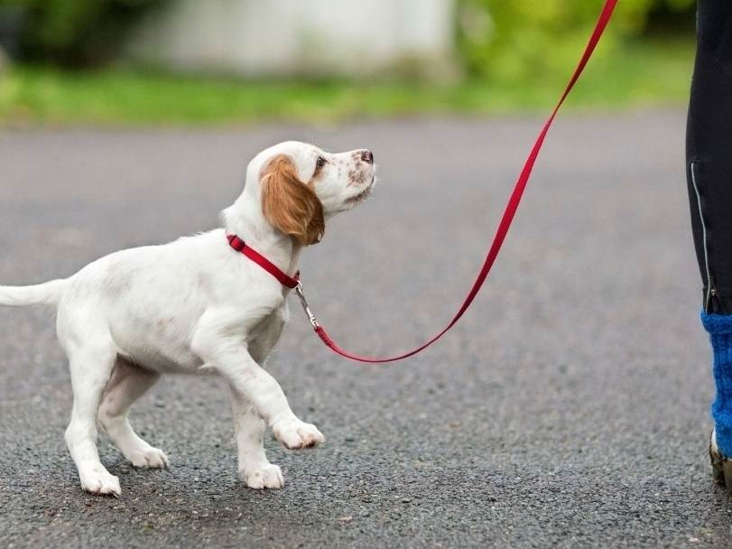 Как отучить собаку тянуть поводок на прогулке? - petstory