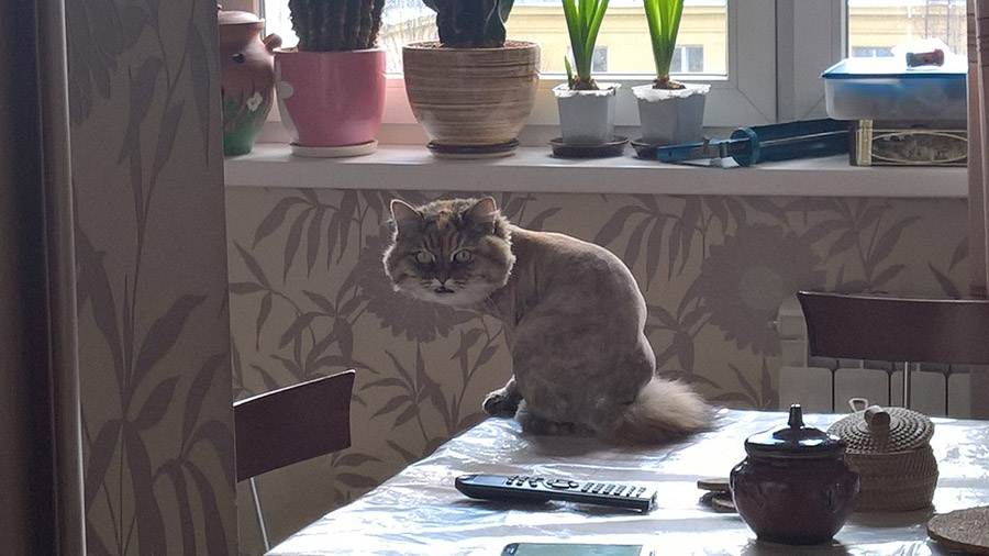 Как отучить кота залезать на стол и воровать еду