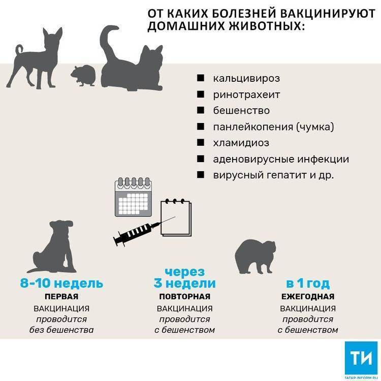 Обязательные и рекомендуемые прививки, какие делают кошкам