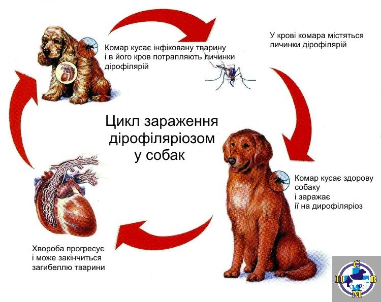 Дирофиляриоз у собак – методы лечения и диагностики, профилактические препараты