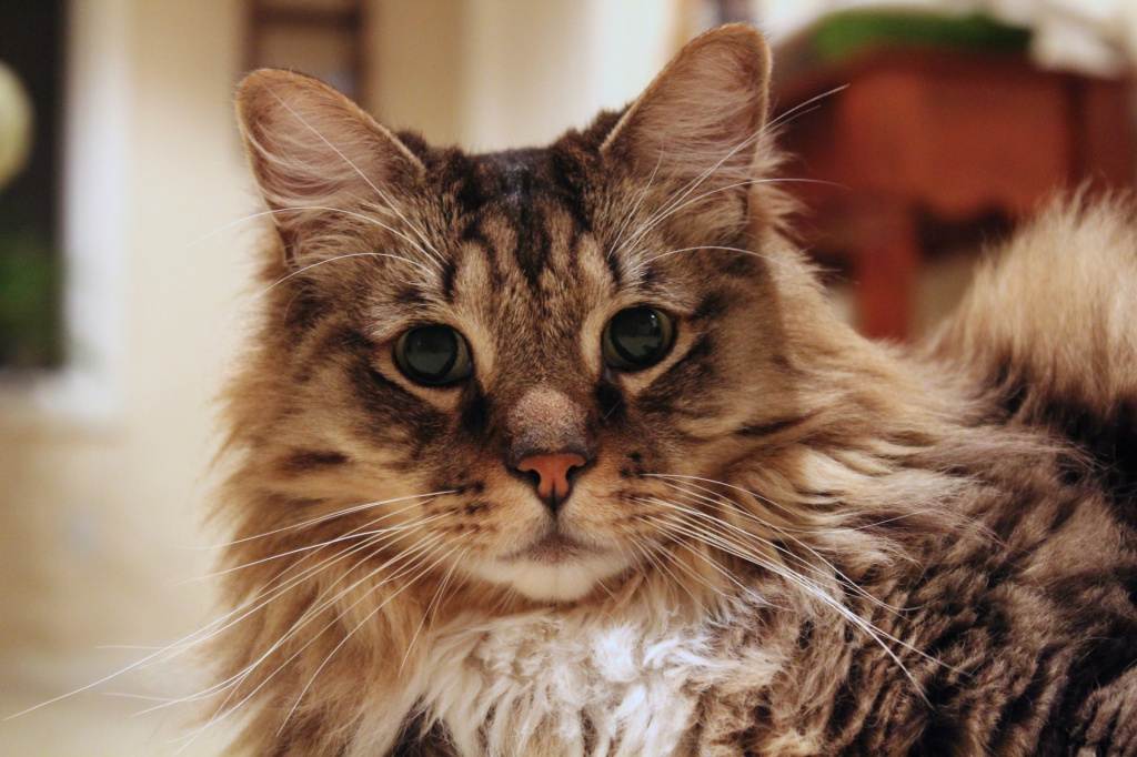 Коты-долгожители: 10 пород, который долго живут  | мур тв
