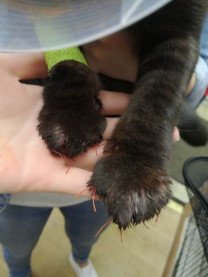 Чем опасно удаление когтей у кошек: возможные последствия вырывания, реабилитация котов после ампутации ногтей