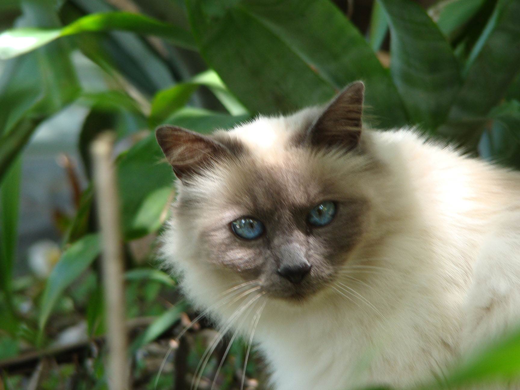 Священная бирманская кошка: 125 фото описания и характера бирманской кошки