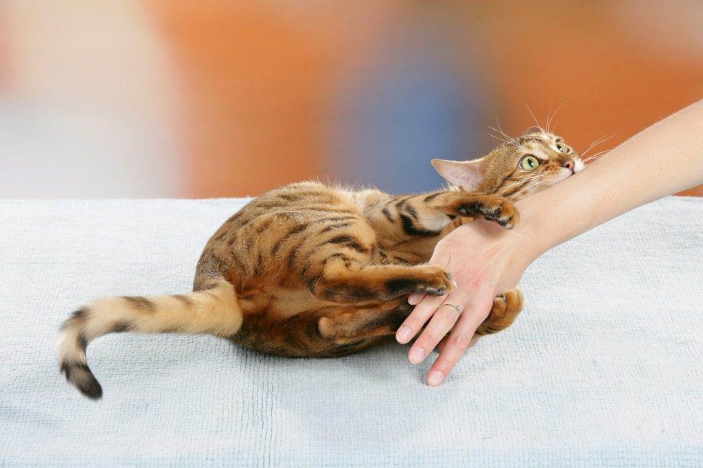 Как отучить кота или кошку кусаться и царапаться, когда ее гладишь