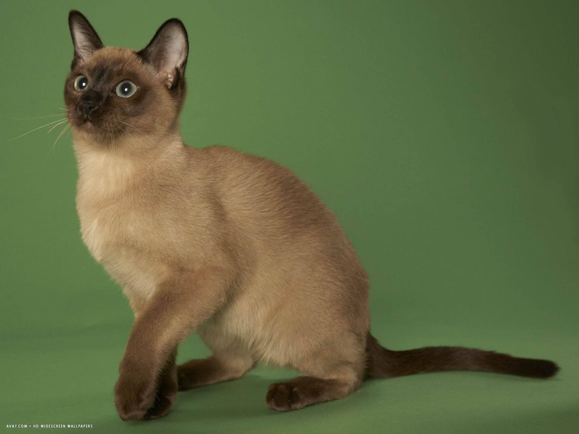 Тонкинская порода кошек - окрасы, описание с фото и видео