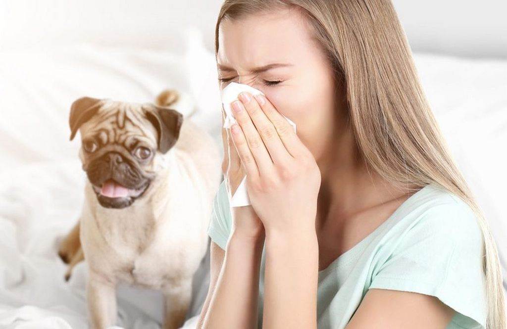 Что делать если собака чихает и фыркает?