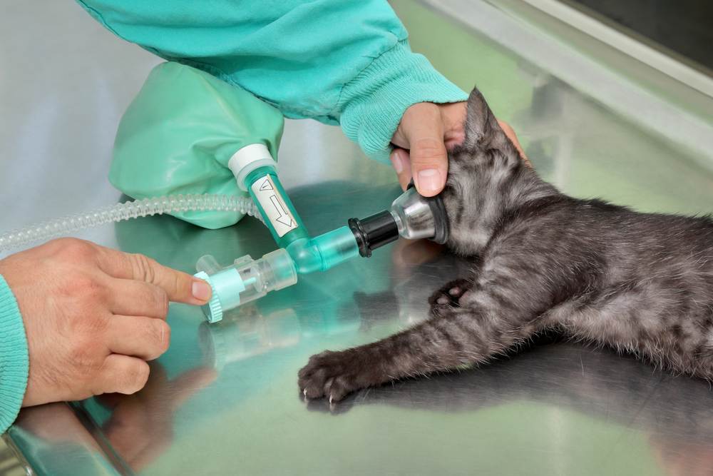 Лапароскопическая стерилизация кошек и собак в ветеринарной клинике в москве