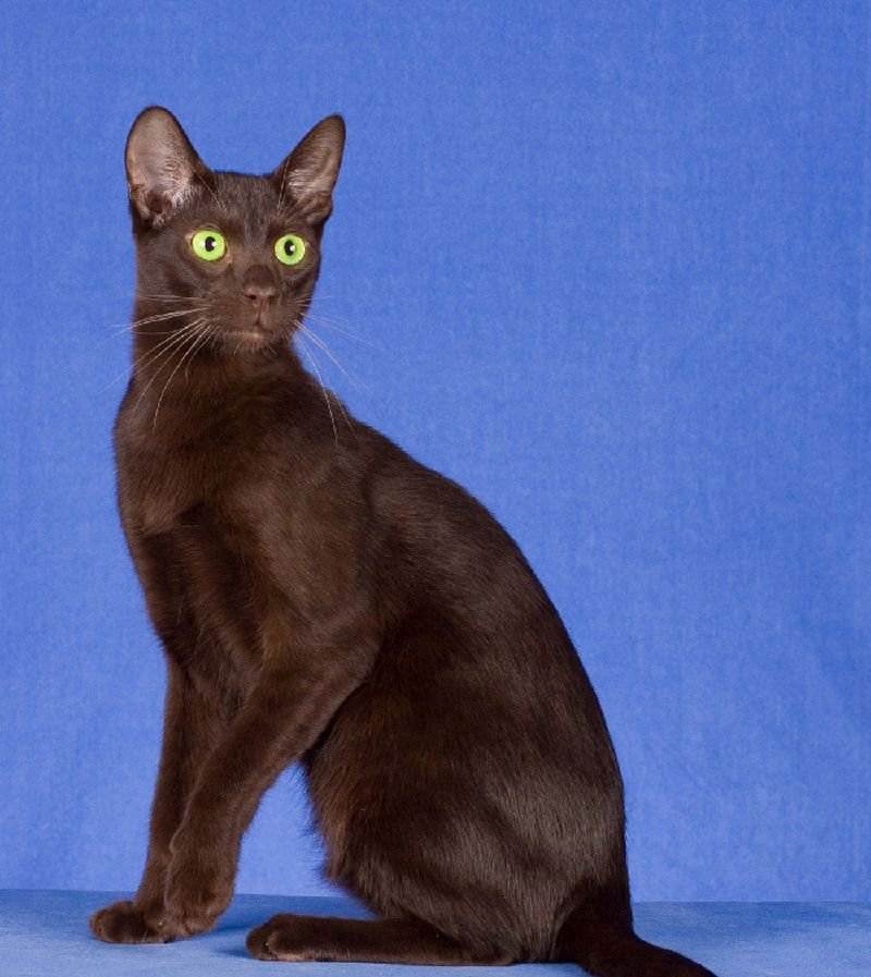 Гавана: порода кошек шоколадного цвета.
