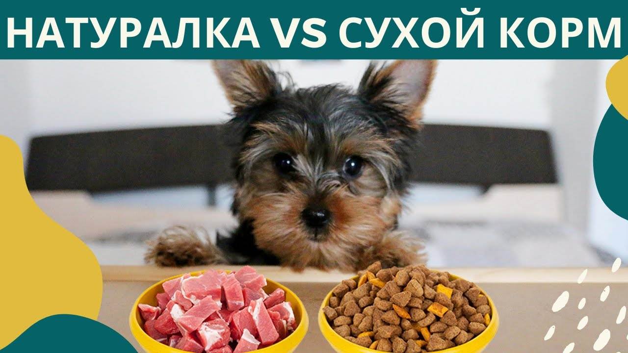 Можно ли кормить собаку только сухим кормом?