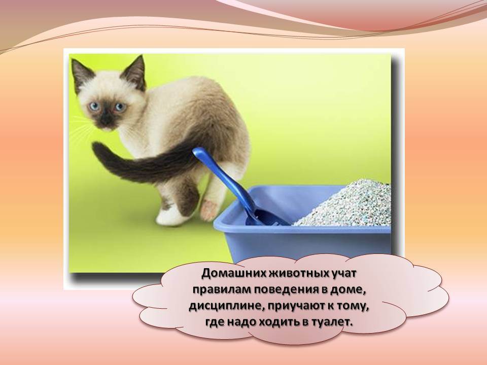 Рекомендации по правильному воспитанию кошки и выбору наказания за проделки | блог ветклиники "беланта"