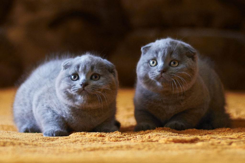 Котёнка какой породы лучше выбрать: "британца" или "шотландца"? шотландская или британская кошка — какая лучше?
