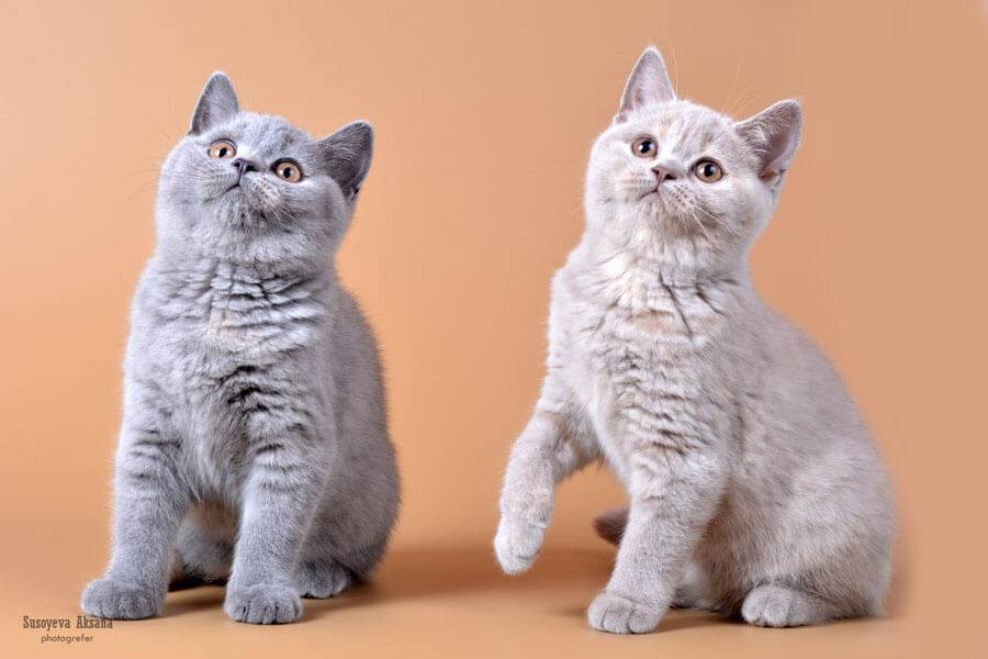 Окрасы британских кошек: таблица с фото :: syl.ru