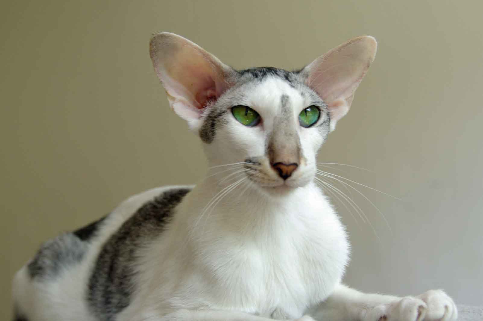 Кошки с маленькими ушами - описание пород