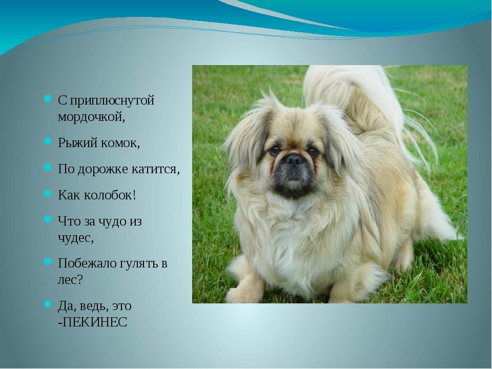 Сколько живут пекинесы в домашних условиях: уход, содержание, дрессировка