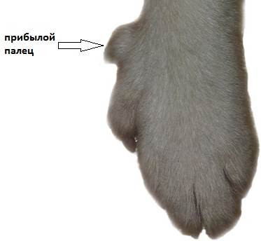 Прибылые пальцы у собак и их удаление