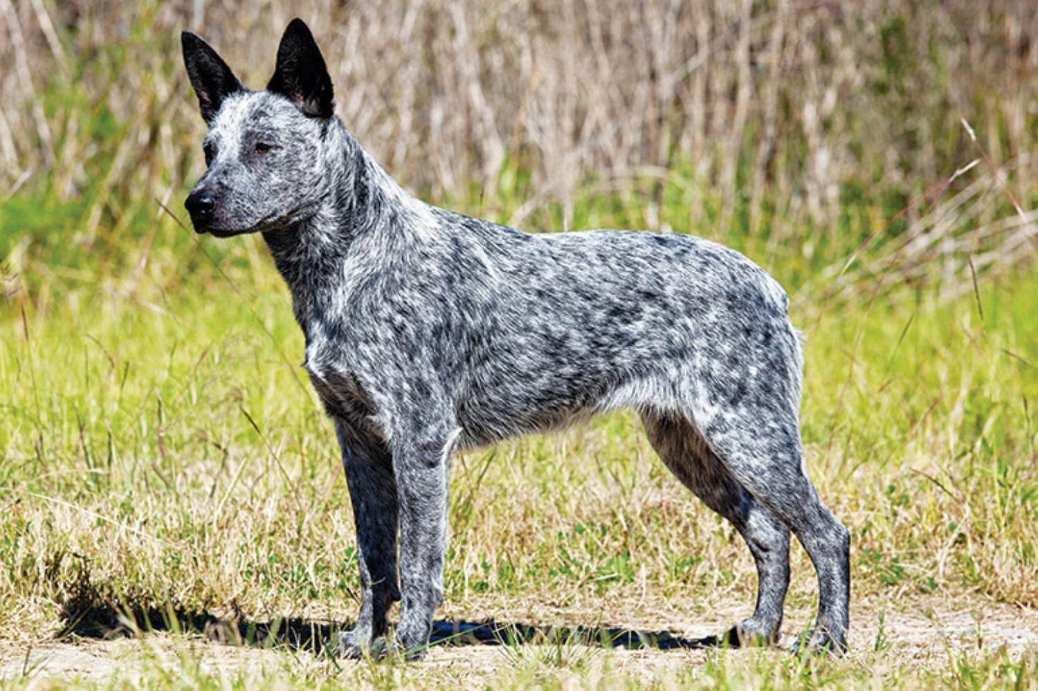 Австралийская пастушья собака: фото, описание породы, цена щенков
