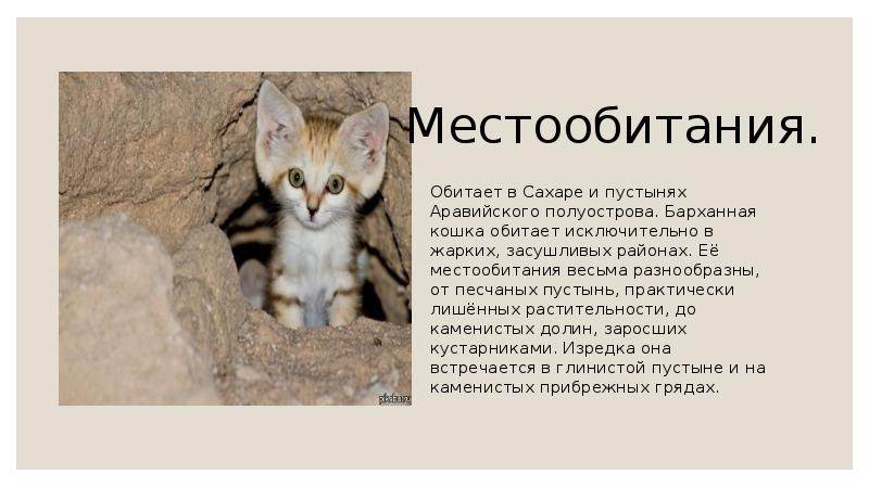 Барханные кошки: среда обитания песчаных котов, размножение и жизнь с человеком