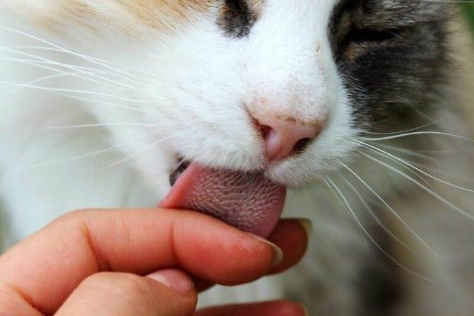 Болезни полости рта у кошек: виды, симптомы и фотоветлечебница рос-вет