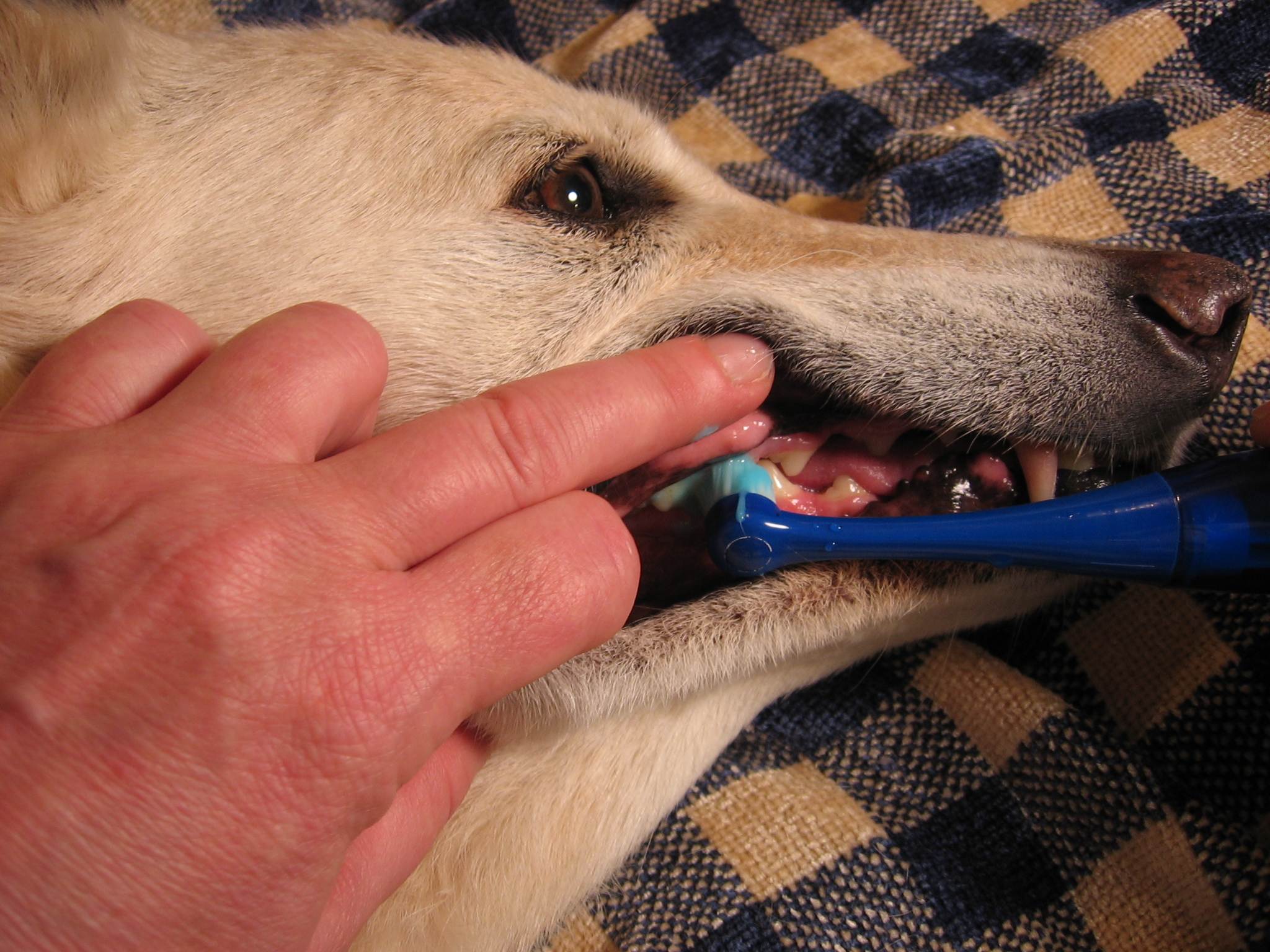 Как снять зубной камень у собаки? советы владельцам