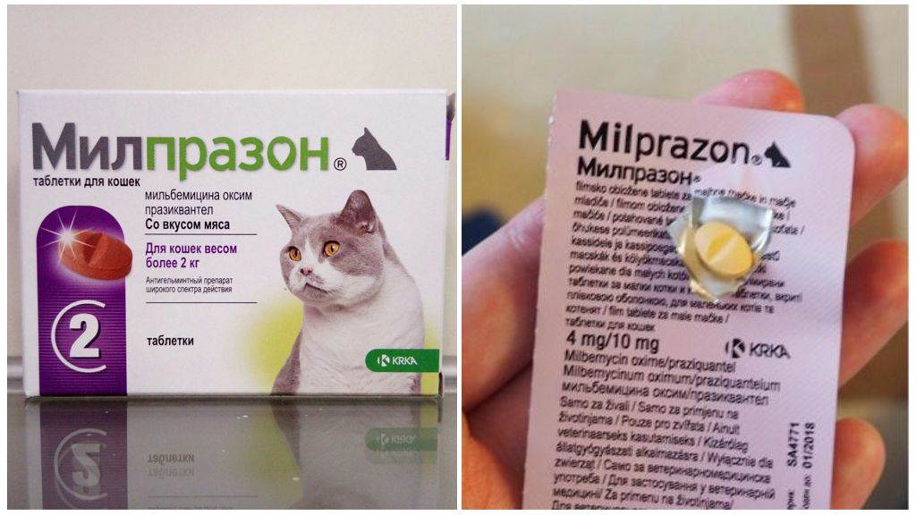 Милпразон антигельминтик для котят и молодых кошек таблетки 2×4 мг / 10 мг
