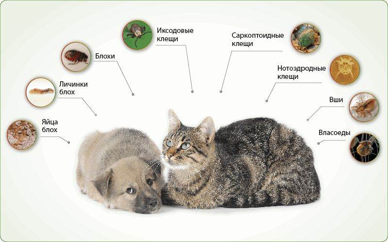 Власоеды у кошек: симптомы, признаки и лечение в домашних условиях, фото