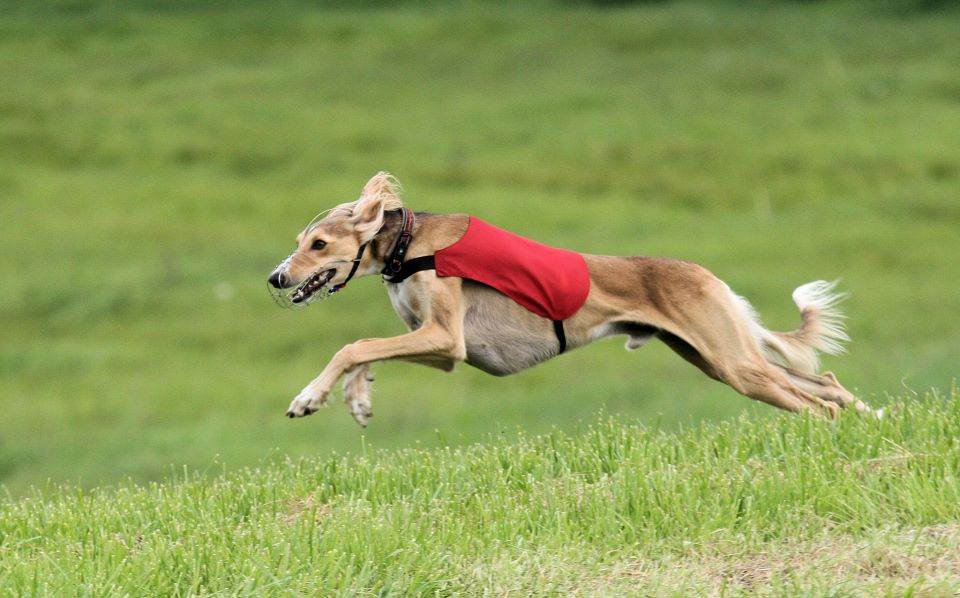 Самая быстрая собака в мире: какая порода