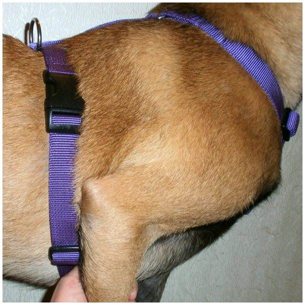 Как надеть шлейку на собаку