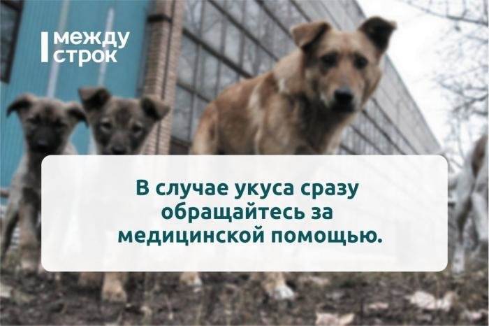 Система отлова работает плохо: регионы ждут новый закон о бродячих животных // нтв.ru
