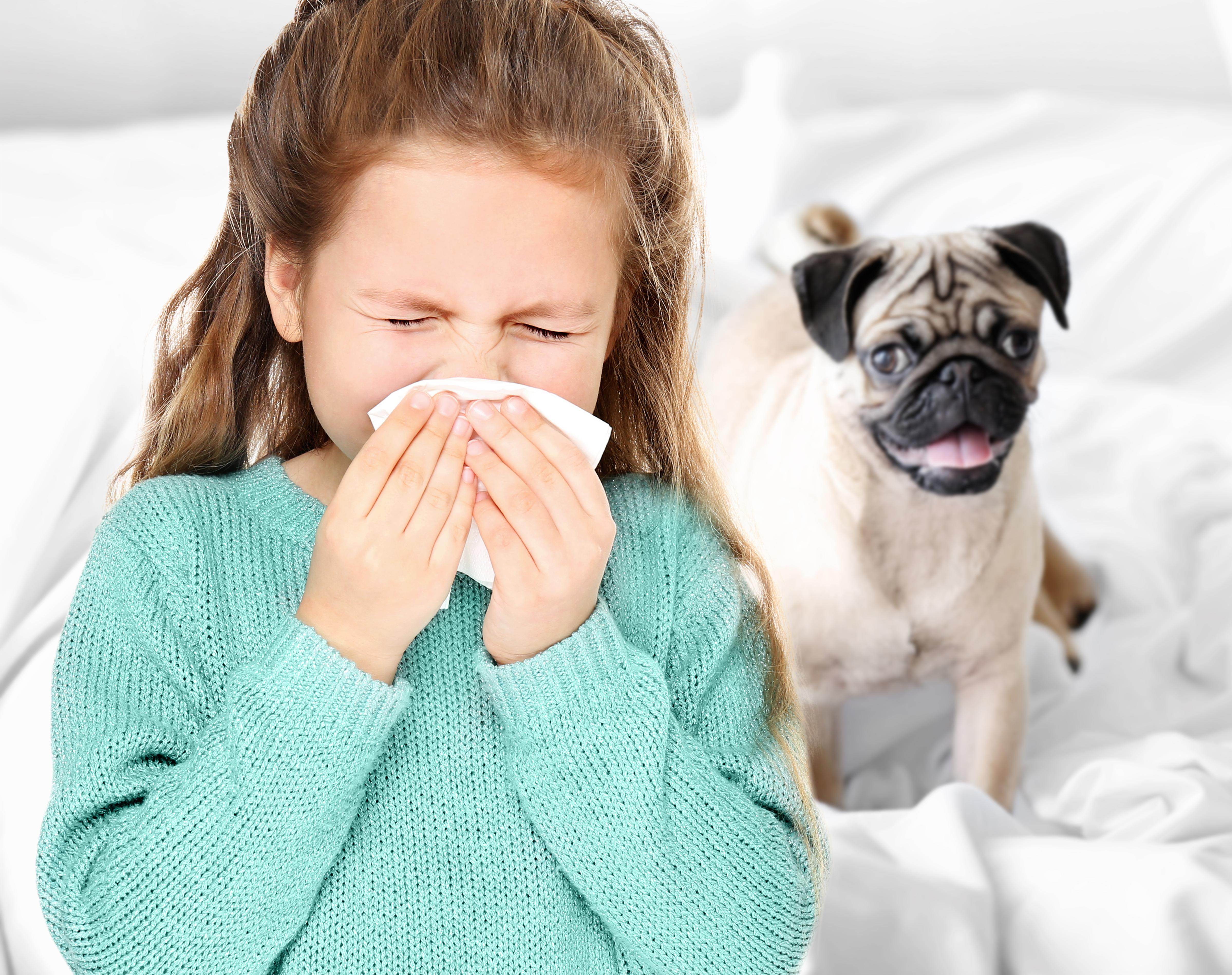 Аллергия на кошек - симптомы и лечение у детей и взрослых