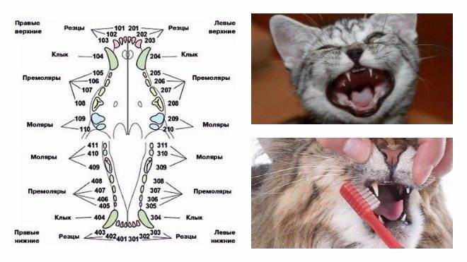 Лекция - биологические особенности кошек. строение кошки и биологические особенности