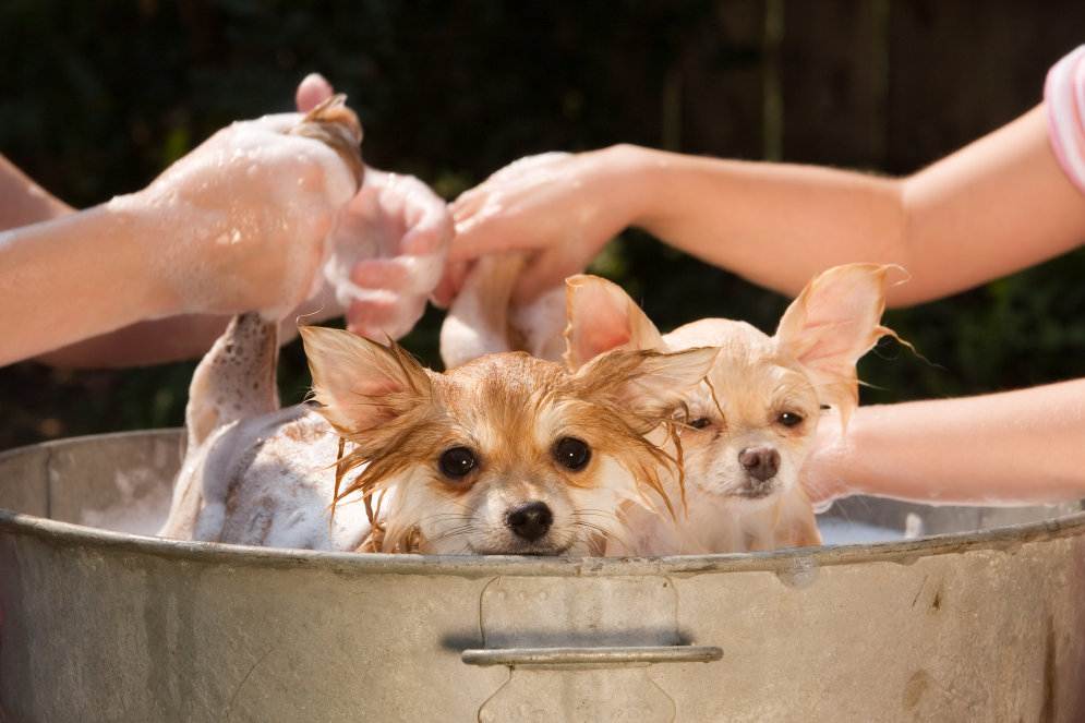 Как часто можно мыть собаку и что для этого лучше использовать
