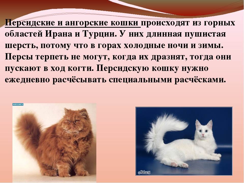 Невская маскарадная кошка: описание, характер и особенности ухода