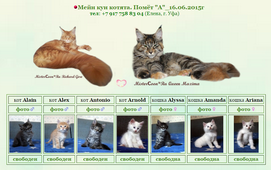 330+ красивых кличек для кошек мейн-кун - имена для котят мальчиков и девочек