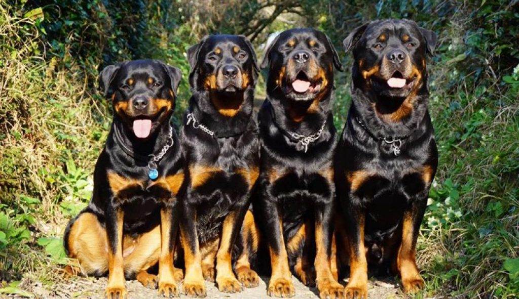 Какую породу собак выбрать для охраны частного дома
