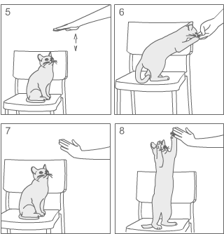 Как дрессировать кошку