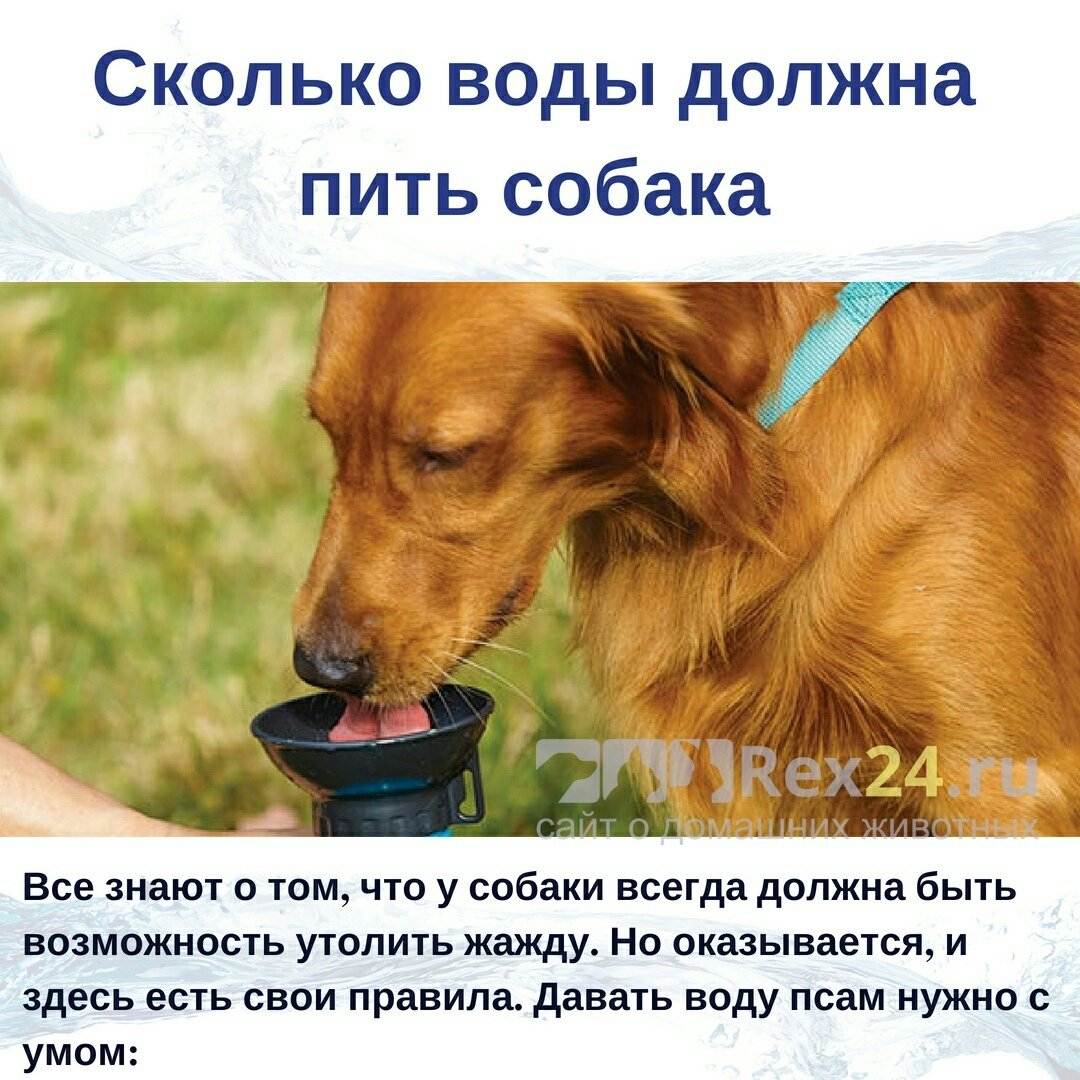 Как заставить собаку пить воду: 15 шагов