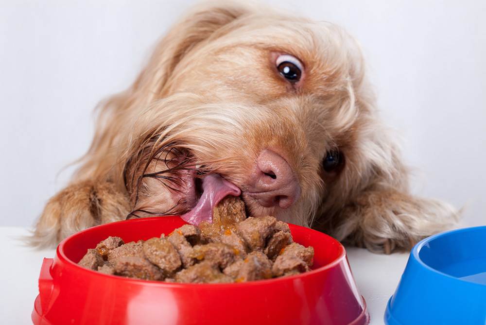 Причины, по которым собака может не есть сухой корм, и методы их устранения