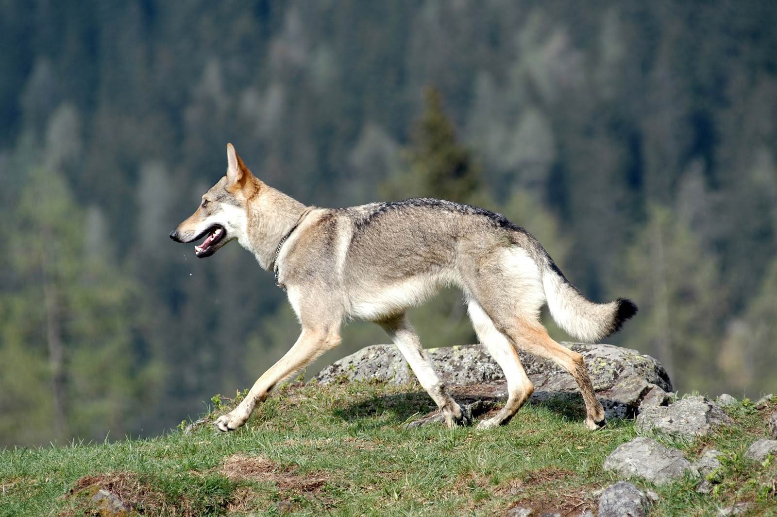 Итальянский волк порода собак