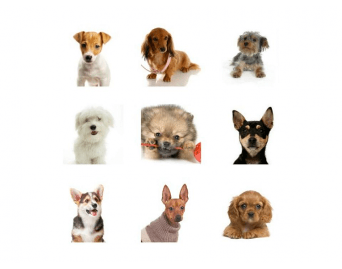 Породы маленьких собак, название с фото и правила содержания