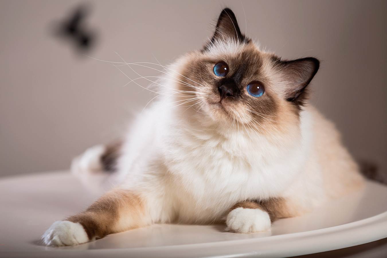 Самые милые кошки в мире: породы | фото, картинки