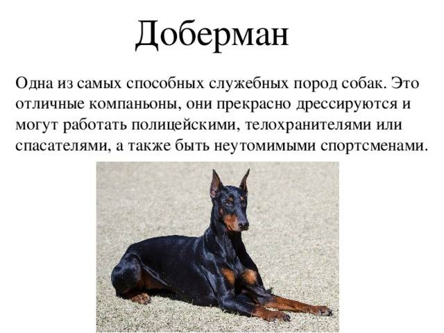 Доберман: описание, характер собаки, уход, фото