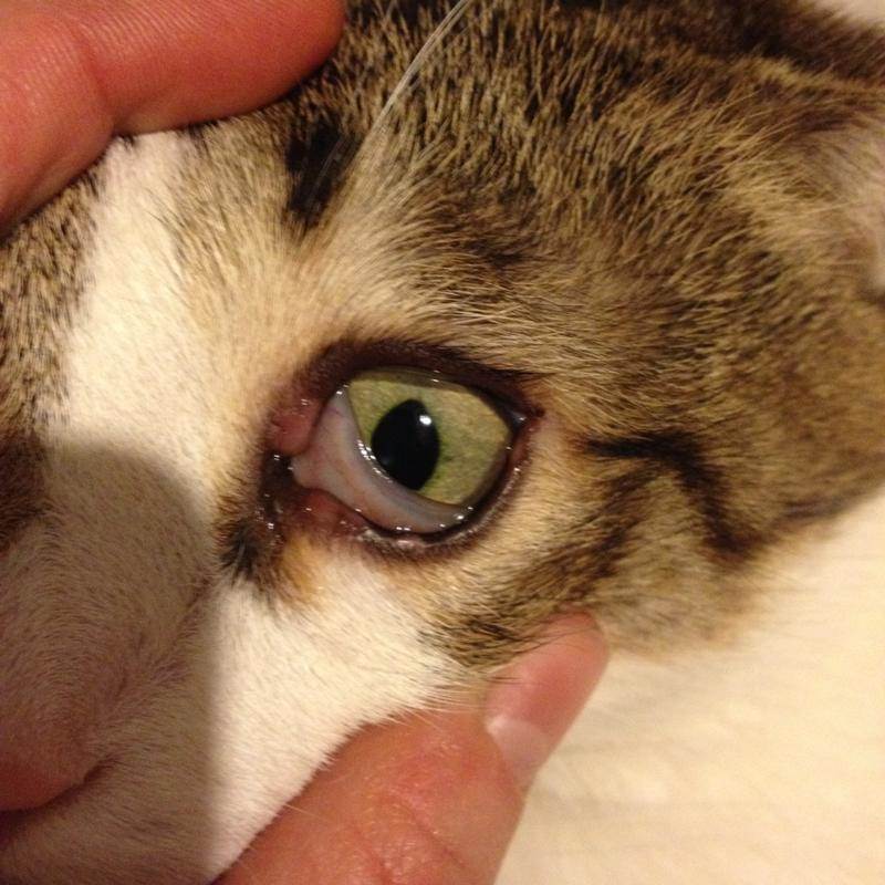 Почему у котенка слезятся глаза | что делать, сопли