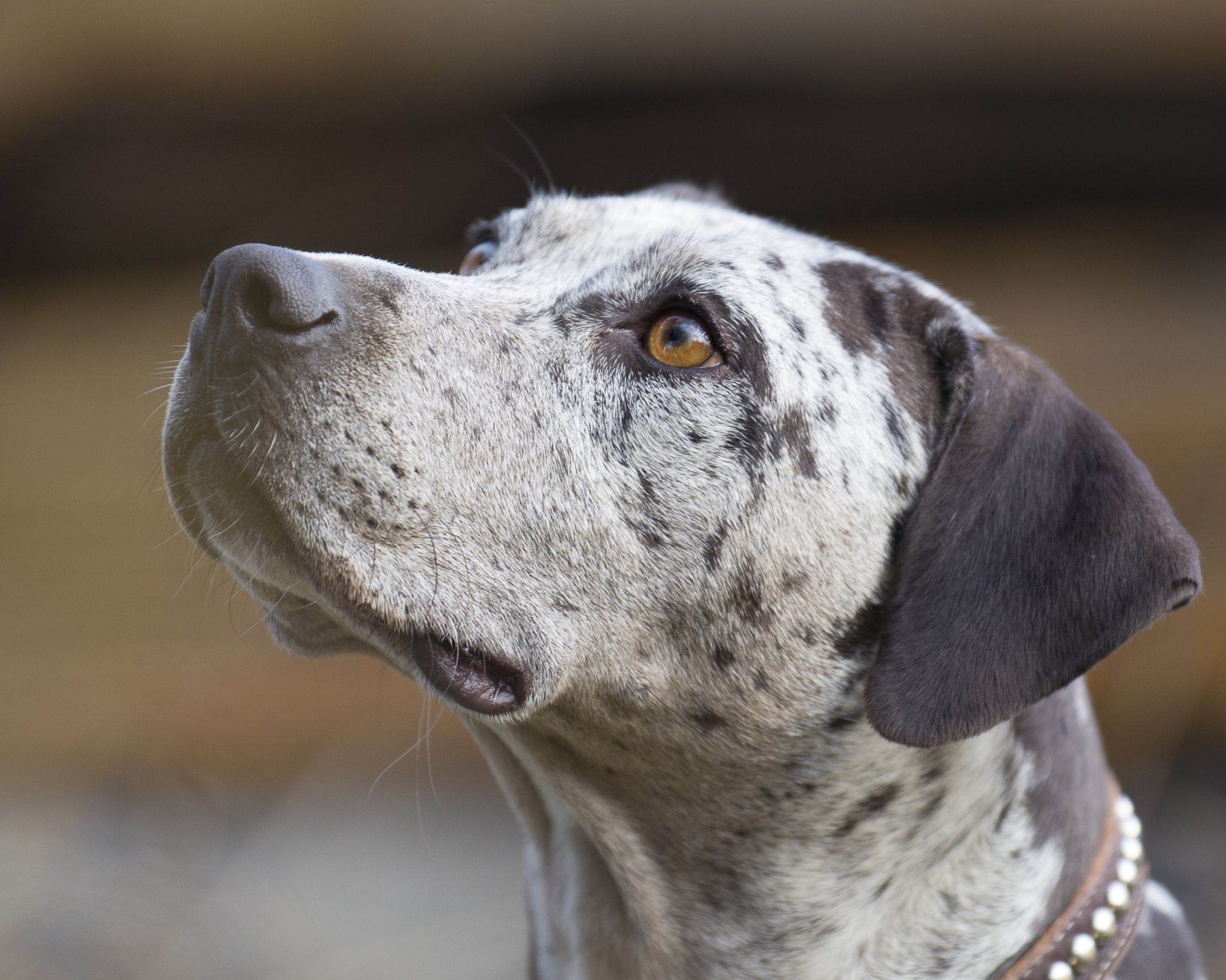 Необычные породы собак: комондор, фараонова, бергамаско, леопардовая | блог ветклиники "беланта"