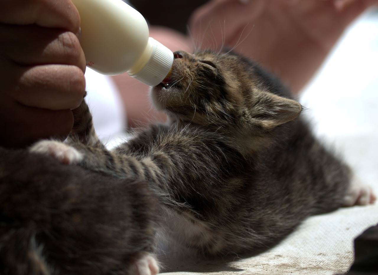 Как выкормить котенка без кошки: сколько раз и чем питаются новорожденные малыши
